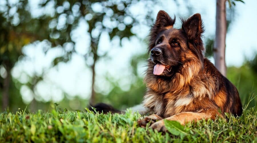 The Best Brush For German Shepherds