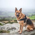 Best German Shepherd Training Books