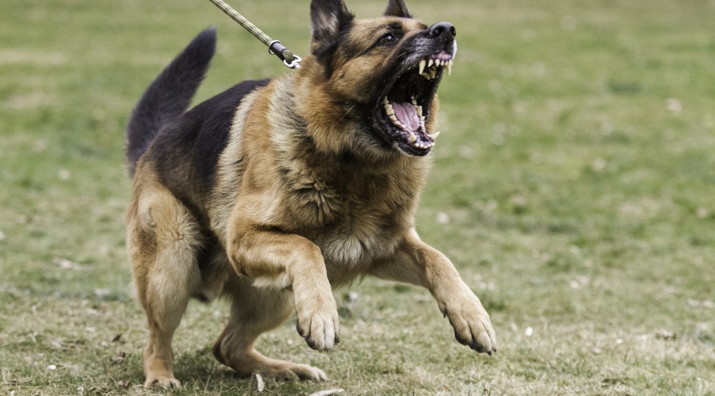 German Shepherd Aggression Control And Attack Training