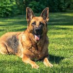 German Shepherd Diarrhea