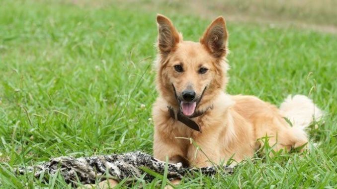 German Shepherd Golden Retriever Mix