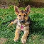 German Shepherd Hip Dysplasia