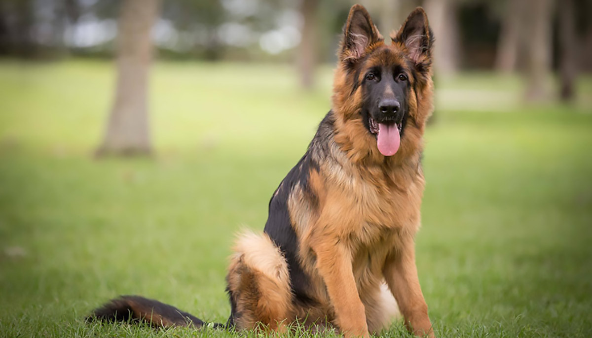 German Shepherd Hunting Training