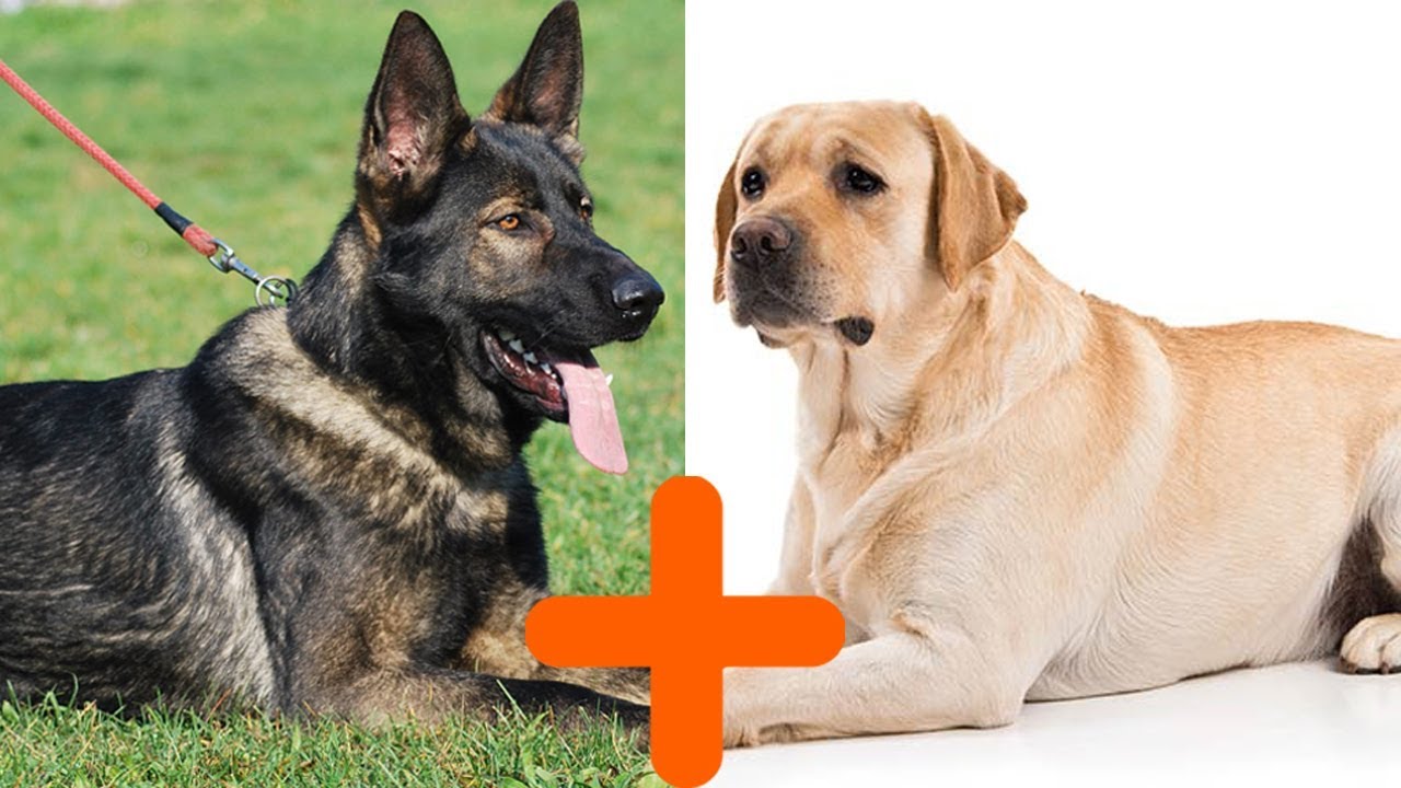 German Shepherd Lab Mix Dogs