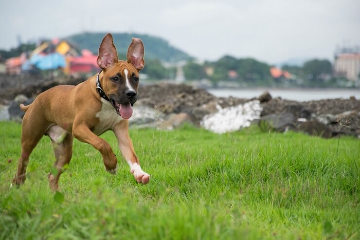 German Shepherd Pitbull Mix