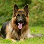 German Shepherd Price