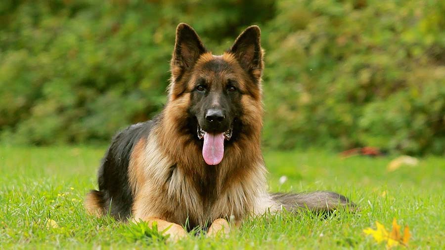 German Shepherd Price