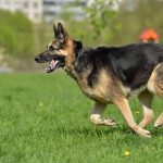 How Fast Can A German Shepherd Run