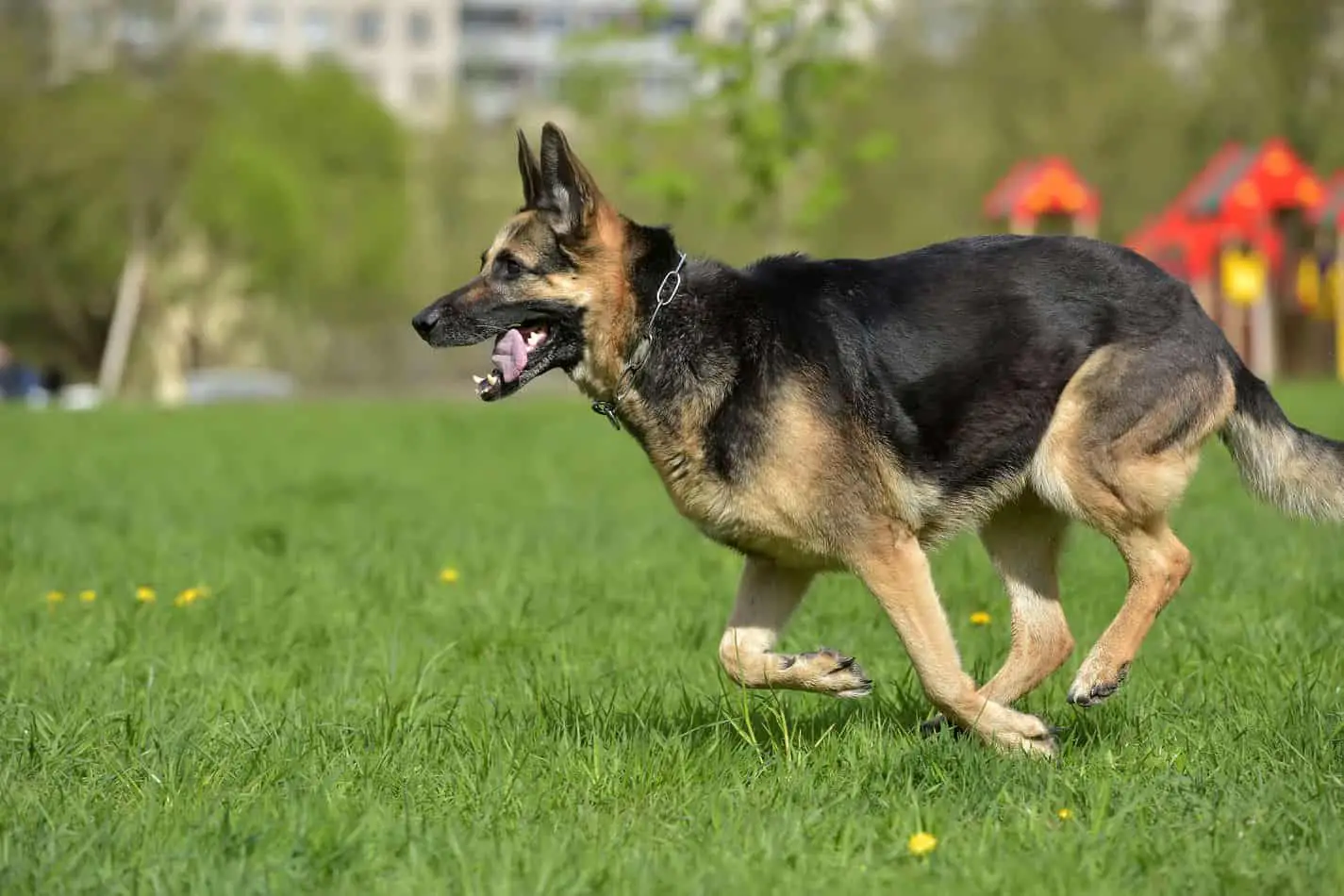 How Fast Can A German Shepherd Run