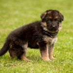 How to Care for Newborn German Shepherd Puppies