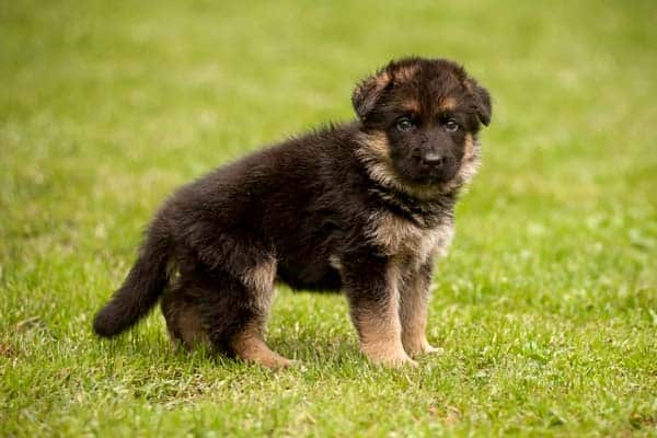 How to Care for Newborn German Shepherd Puppies