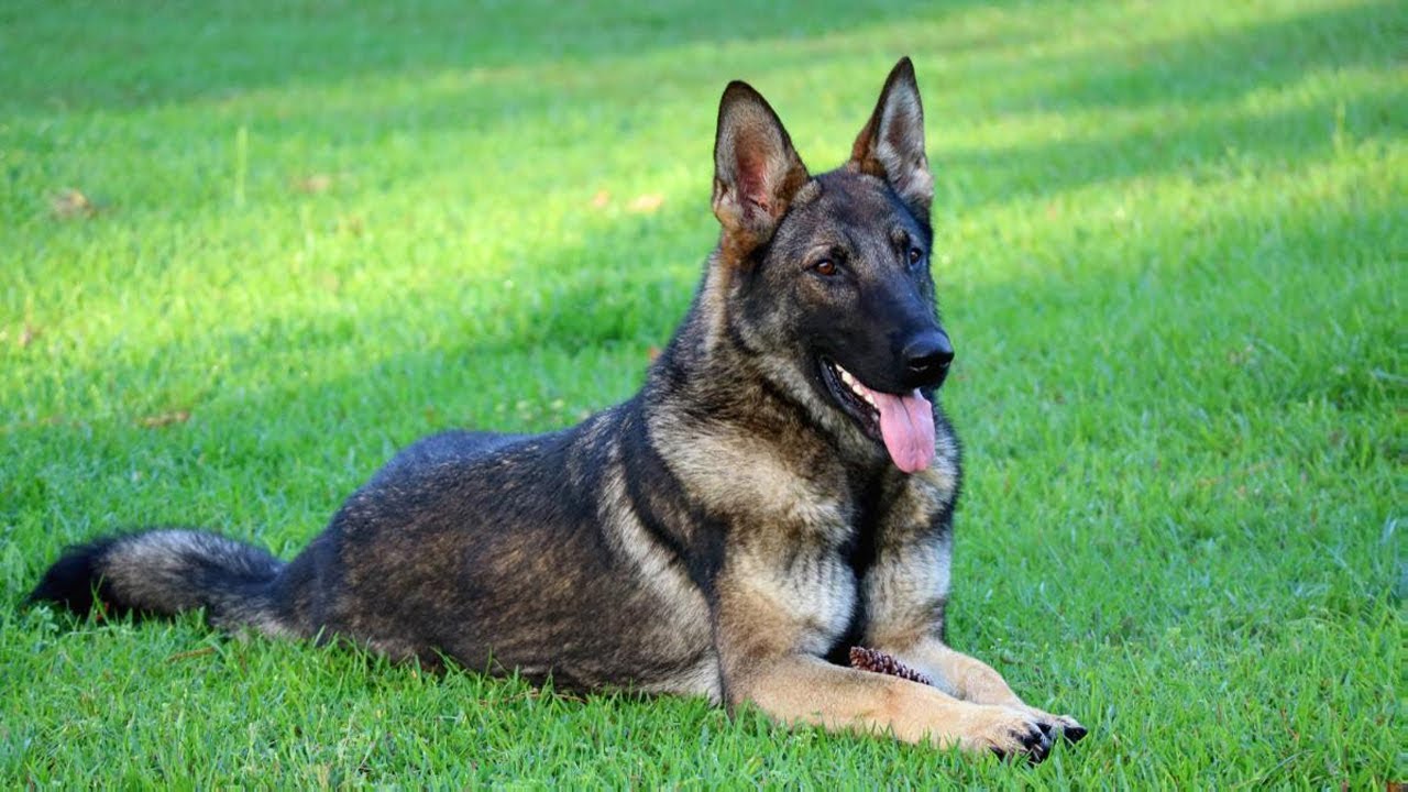 Sable German Shepherd