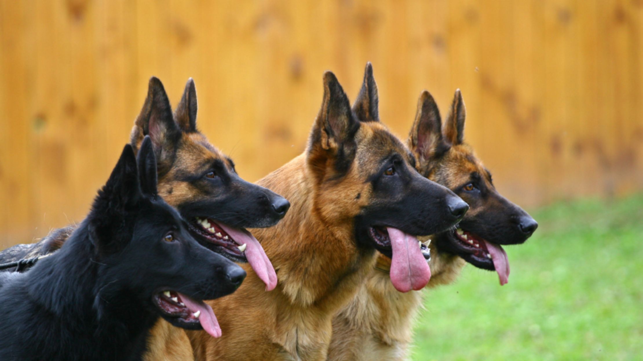 The German Shepherd's Bite Force