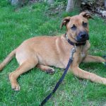 German Shepherd Mastiff Mix