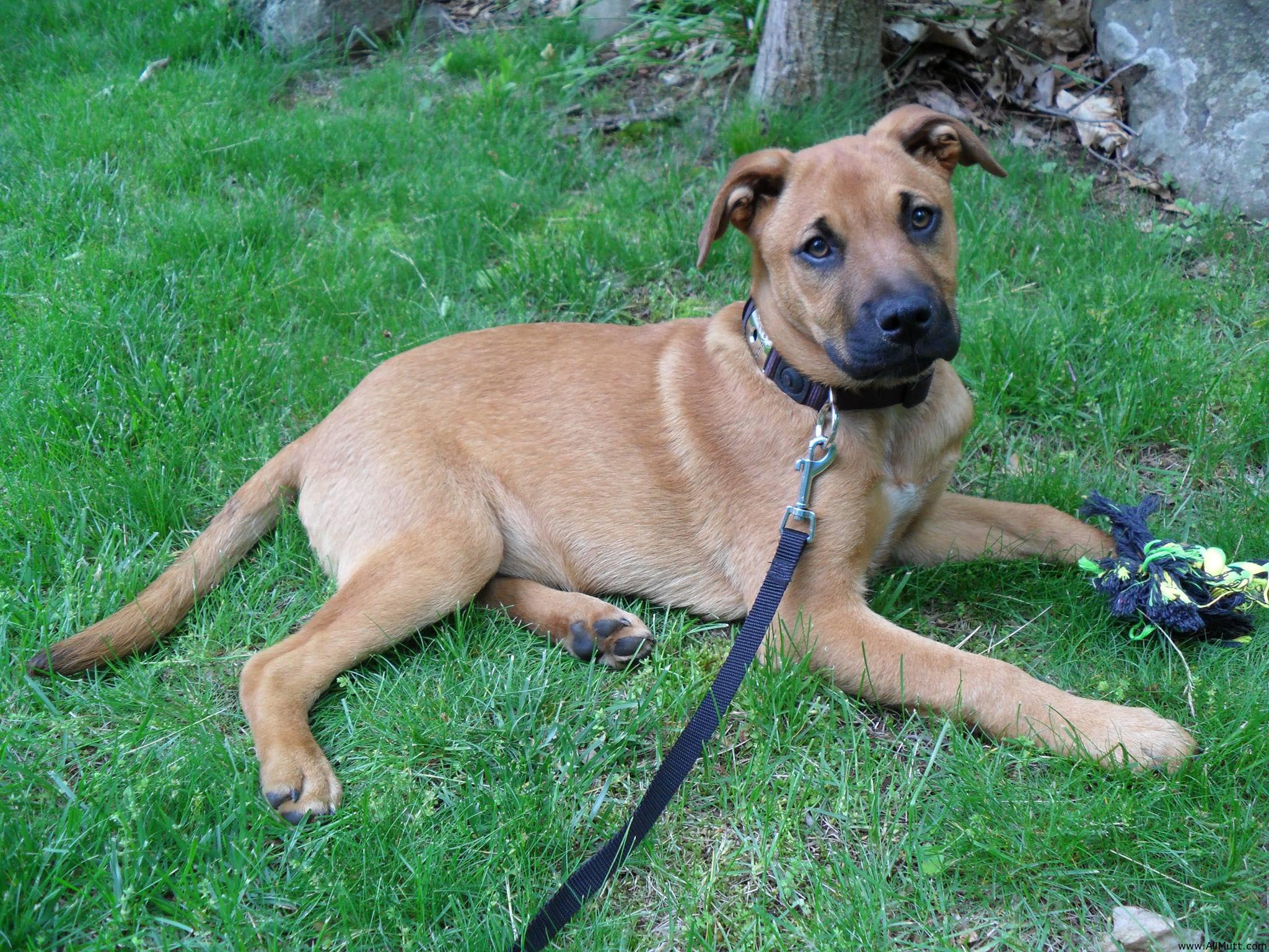 German Shepherd Mastiff Mix