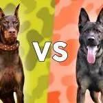 Doberman vs. German Shepherd: Which Dog is Better?