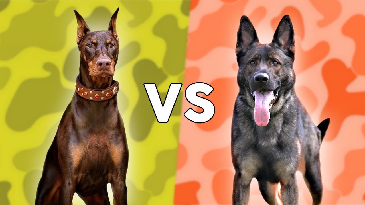 Doberman vs. German Shepherd: Which Dog is Better?