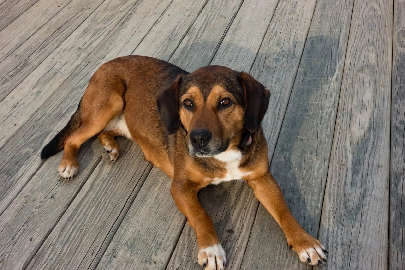 German Shepherd Beagle Mix - Photo by perfectdogbreeds