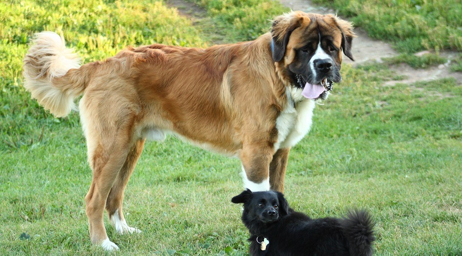 German Shepherd Bernese Mountain Dog Mix - Photo By Loveyoudog