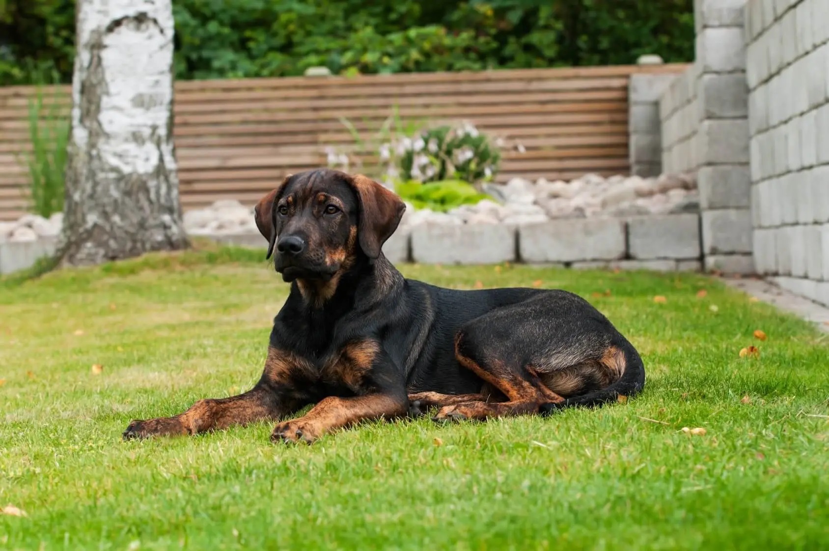 German Shepherd Boxer Mix - Photo by perfectdogbreeds