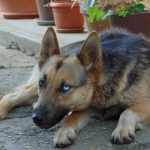 German Shepherd Husky Mix - Photo By mydogsname