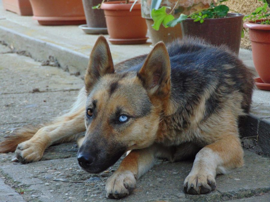 German Shepherd Husky Mix - Photo By mydogsname