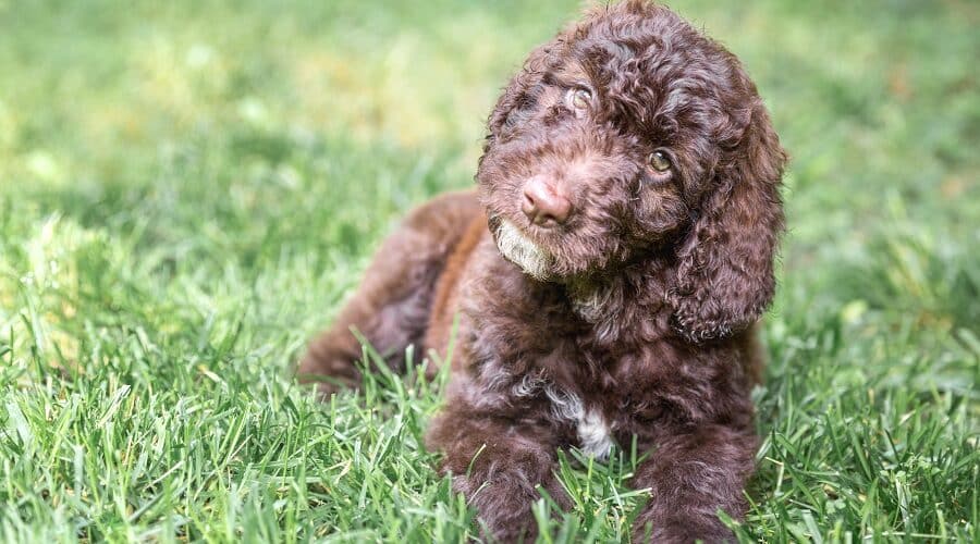 German Shepherd Poodle Mix