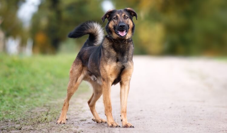 German Shepherd Rottweiler Mix