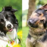 German Shepherd and Border Collie Mix - Photo by perfectdogbreeds