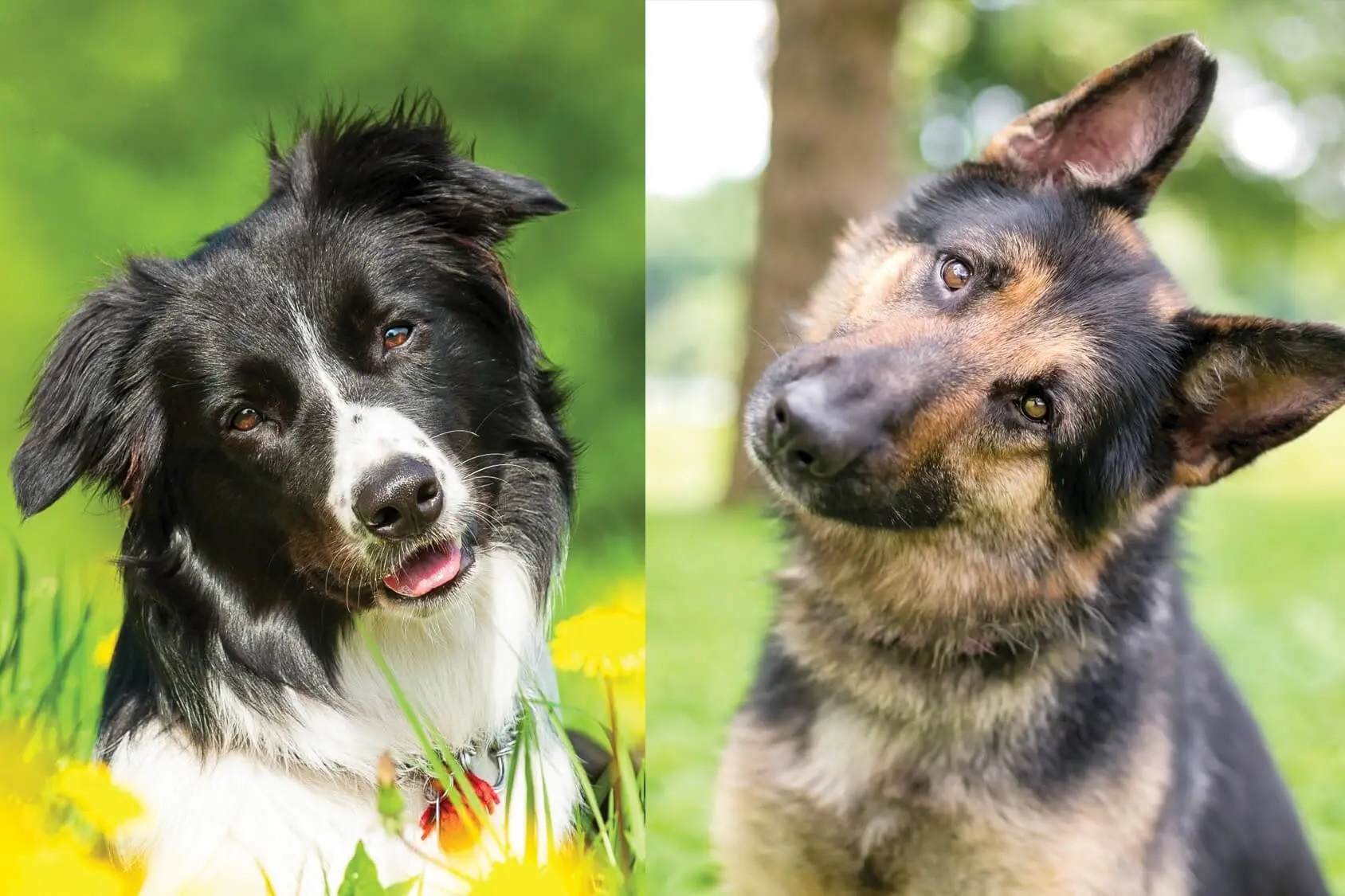 German Shepherd and Border Collie Mix - Photo by perfectdogbreeds