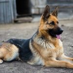 German Shepherd-photo by insidedogsworld