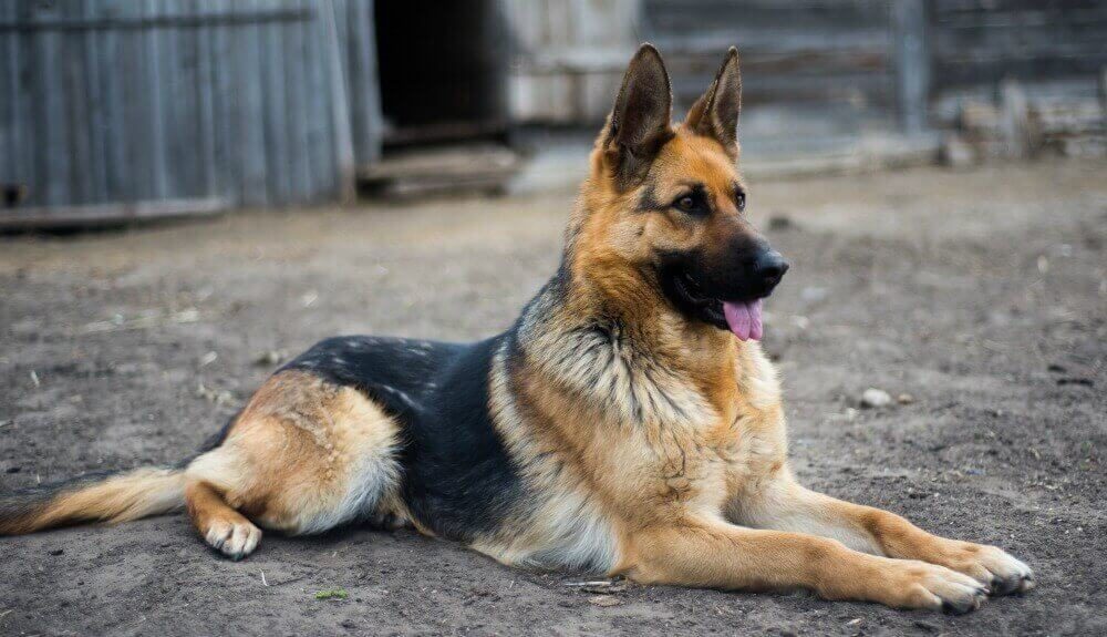 German Shepherd-photo by insidedogsworld