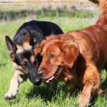 Golden Retriever Vs. German Shepherd - Photo By loveyourdog