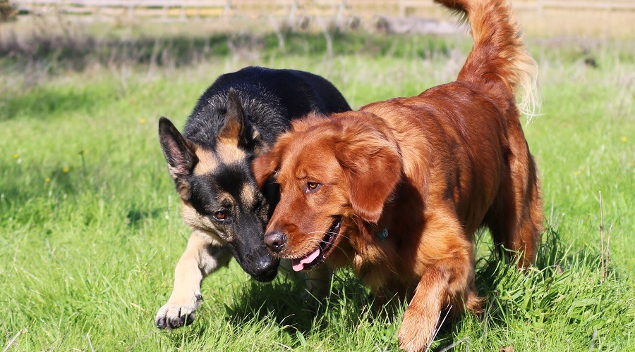 Golden Retriever Vs. German Shepherd - Photo By loveyourdog