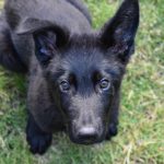 How to Crate Train a German Shepherd Puppy - image by reddit user TreeDoughnut from aww