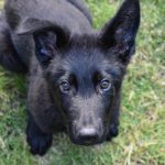 How to Crate Train a German Shepherd Puppy - image by reddit user TreeDoughnut from aww