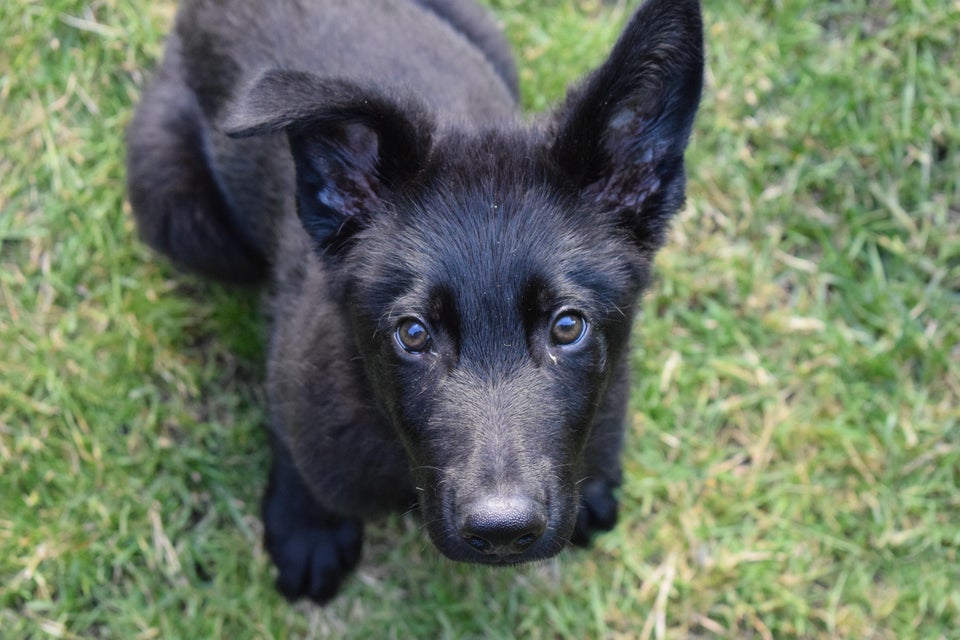 How to Crate Train a German Shepherd Puppy - image by reddit user TreeDoughnut from aww