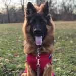 Long Hair German Shepherds - Image by reddit user thenakedblindman from aww