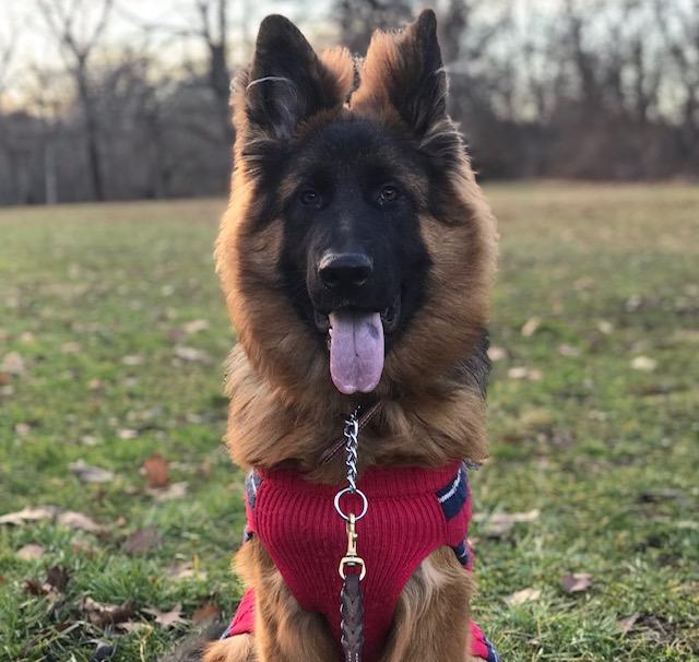 Long Hair German Shepherds - Image by reddit user thenakedblindman from aww