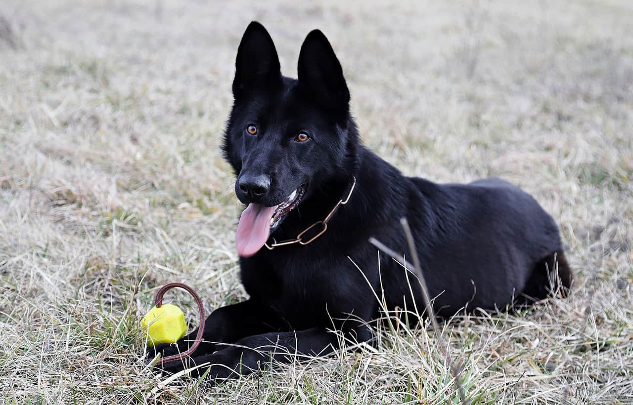 Black German Shepherd - Image By k9web