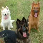 Different Colors Of German Shepherds - Image by pethelpful