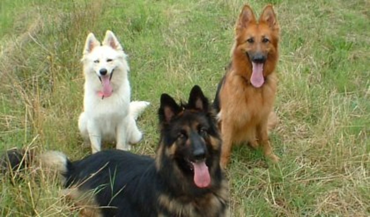 Different Colors Of German Shepherds - Image by pethelpful