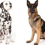 German Shepherd Dalmatian Mix - image By anythinggermanshepherd.com