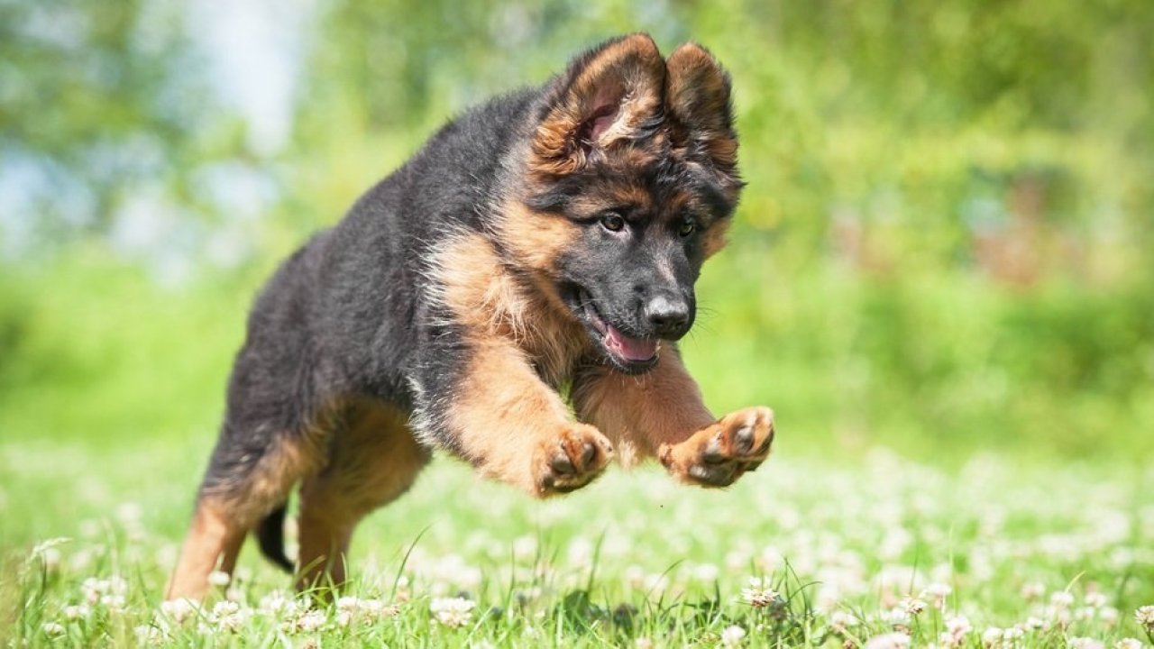 German Shepherd Heat Cycle How To Care For German Shepherds In Heat 