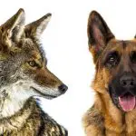 German Shepherd vs Coyote - image by allshepherd