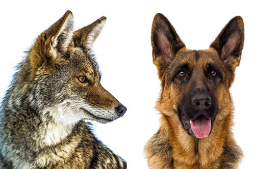 German Shepherd vs Coyote - image by allshepherd