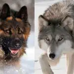 German Shepherd vs Wolf