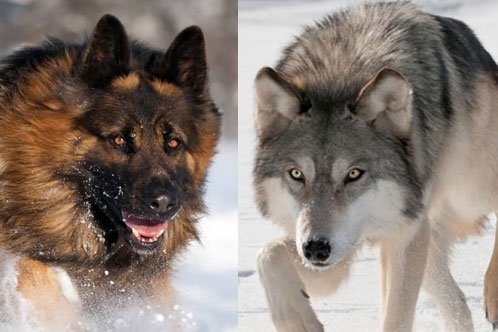 German Shepherd vs Wolf