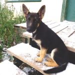 Purebred German Shepherds - Image By nextechclassifieds