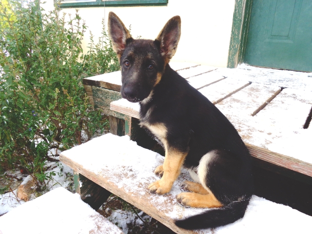 Purebred German Shepherds - Image By nextechclassifieds